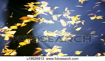 Stock Image - wasserpark, austria, autumn, bach, calf, colored, flowing. Fotosearch