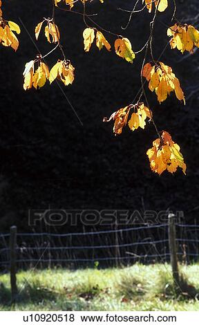 Stock Photo - weide, austria, autumn, autumn-like, back light, branch, calf. Fotosearch