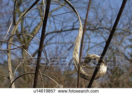 Stock Photo - wiesen, felder, berne, blooms, blumenrfarben, botany, colored. Fotosearch