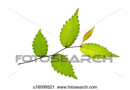 Stock Image - A Fresh Green Leaf. Fotosearch