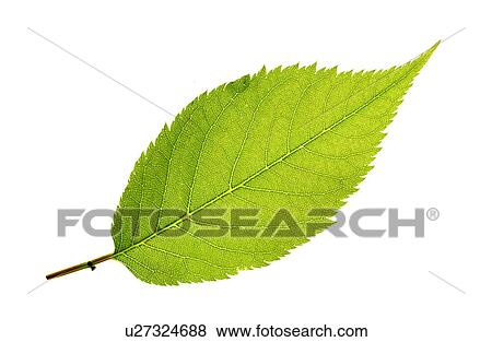 A Fresh Green Leaf View Large Photo Image Stock Photo - A Fresh Green Leaf. Fotosearch