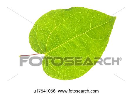 A Fresh Green Leaf View Large Photo Image Stock Photograph - A Fresh Green Leaf. Fotosearch