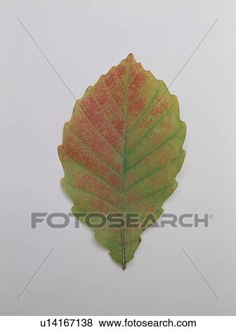 Stock Photo - Autumn Leaf. Fotosearch