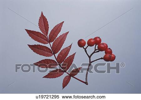 Stock Photography - Autumn Leaves And A Fruit. Fotosearch