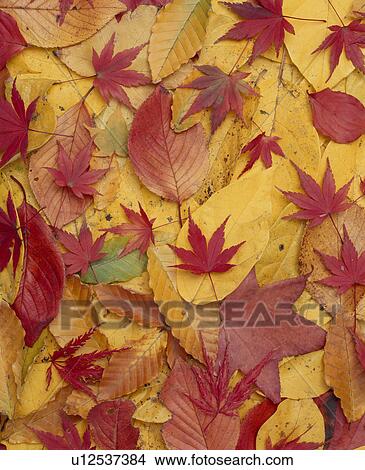 Autumn Leaves View Large Photo Image Picture - Autumn Leaves. Fotosearch