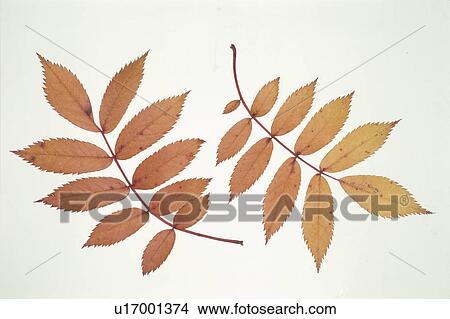 Picture - Autumn Leaves. Fotosearch