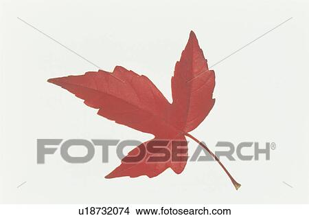 Autumn Leaves View Large Photo Image Picture - Autumn Leaves. Fotosearch