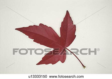 Autumn Leaves View Large Photo Image Stock Image - Autumn Leaves. Fotosearch