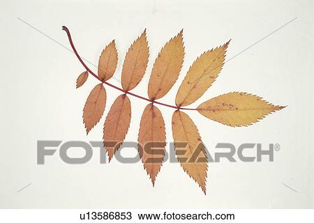 Autumn Leaves View Large Photo Image Stock Image - Autumn Leaves. Fotosearch