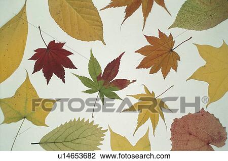 Stock Image - Autumn Leaves. Fotosearch