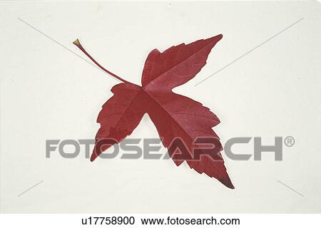 Autumn Leaves View Large Photo Image Stock Image - Autumn Leaves. Fotosearch