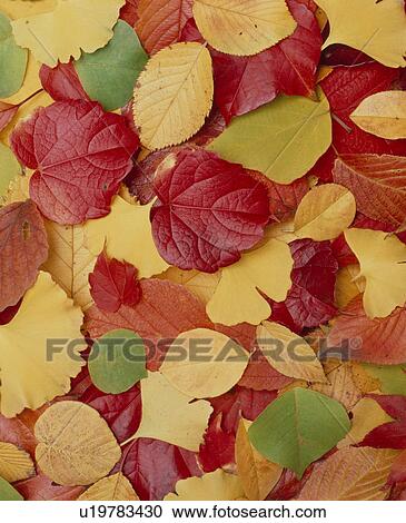 Stock Image - Autumn Leaves. Fotosearch