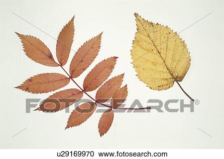 Autumn Leaves View Large Photo Image Stock Image - Autumn Leaves. Fotosearch