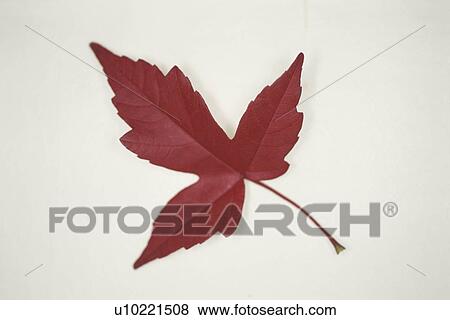 Stock Photo - Autumn Leaves. Fotosearch