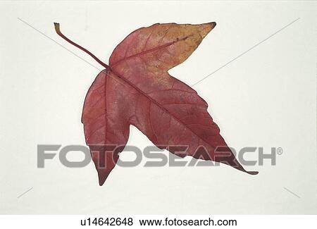 Stock Photo - Autumn Leaves. Fotosearch