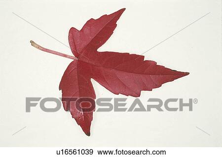 Autumn Leaves View Large Photo Image Stock Photo - Autumn Leaves. Fotosearch