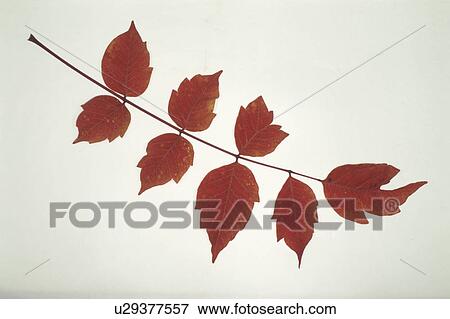 Autumn Leaves View Large Photo Image Stock Photo - Autumn Leaves. Fotosearch