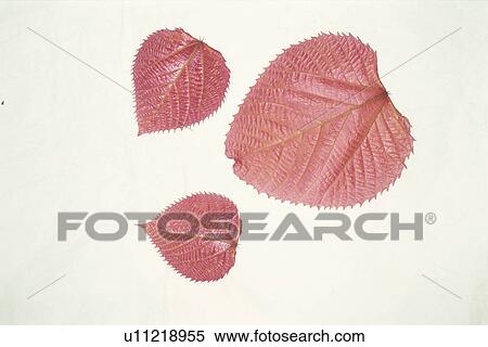 Stock Photography - Autumn Leaves. Fotosearch