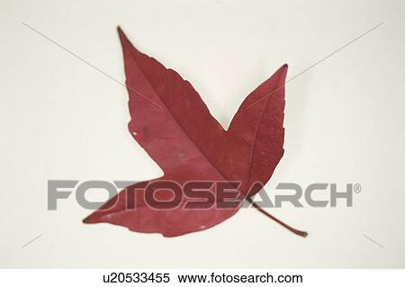 Stock Photography - Autumn Leaves. Fotosearch