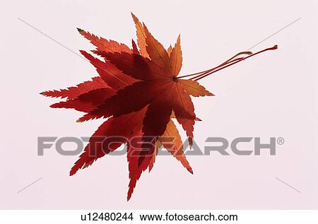 Picture - Autumn Maple Leaves. Fotosearch