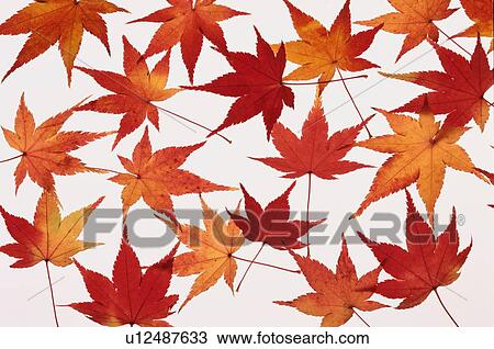 Autumn Maple Leaves View Large Photo Image Stock Image - Autumn Maple Leaves. Fotosearch
