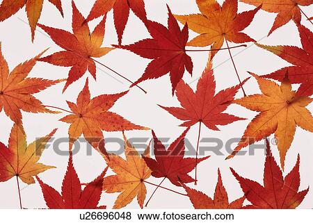Autumn Maple Leaves View Large Photo Image Stock Photo - Autumn Maple Leaves. Fotosearch