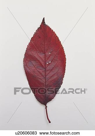 Brown Cherry Leaf View Large Photo Image Stock Image - Brown Cherry Leaf. Fotosearch