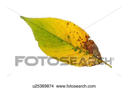 Fallen Autumn Leaves View Large Photo Image Picture - Fallen Autumn Leaves. Fotosearch