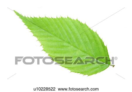 Stock Image - Fallen Autumn Leaves. Fotosearch