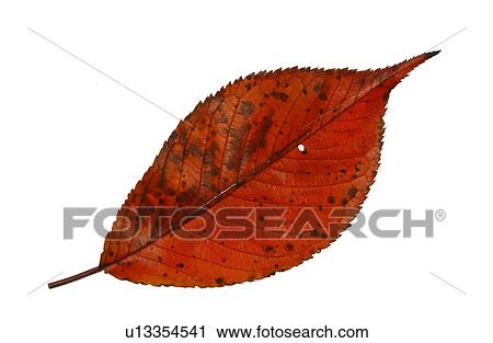Stock Image - Fallen Autumn Leaves. Fotosearch