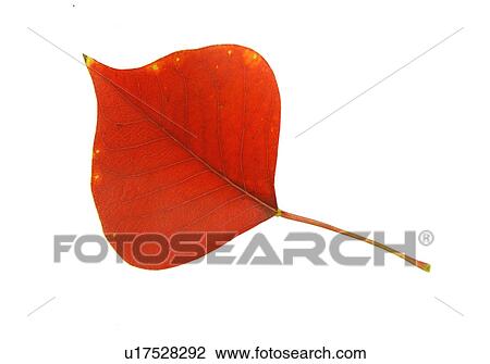 Stock Image - Fallen Autumn Leaves. Fotosearch