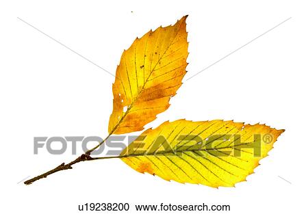 Stock Image - Fallen Autumn Leaves. Fotosearch