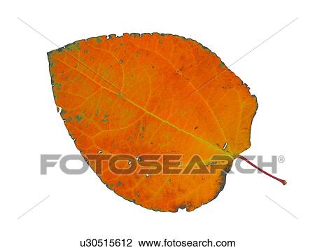 Stock Image - Fallen Autumn Leaves. Fotosearch