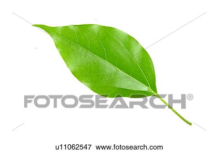 Fallen Autumn Leaves View Large Photo Image Stock Photo - Fallen Autumn Leaves. Fotosearch