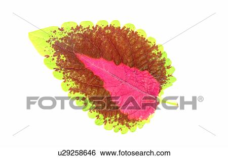 Fallen Autumn Leaves View Large Photo Image Stock Photograph - Fallen Autumn Leaves. Fotosearch