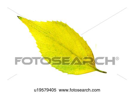 Fallen Autumn Leaves View Large Photo Image Stock Photography - Fallen Autumn Leaves. Fotosearch