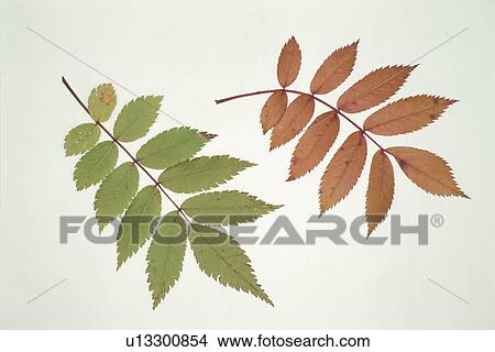 Green Leaves And Autumn Leaves View Large Photo Image Picture - Green Leaves And Autumn Leaves. Fotosearch
