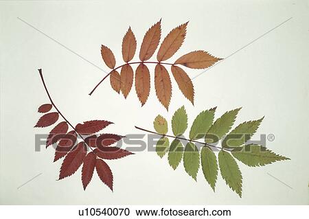 Green Leaves And Autumn Leaves View Large Photo Image Stock Image - Green Leaves And Autumn Leaves. Fotosearch