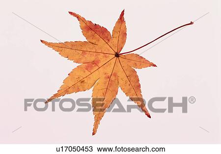 Orange Maple Leaf View Large Photo Image Stock Image - Orange Maple Leaf. Fotosearch