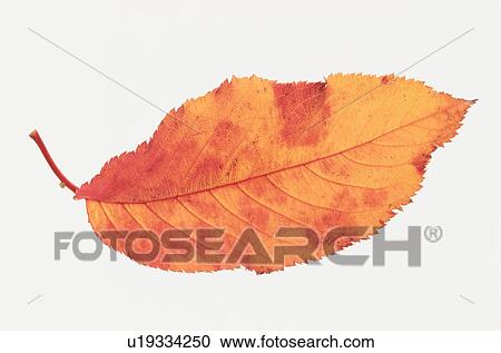 Red And Orange Autumn Leaf View Large Photo Image Stock Image - Red And Orange Autumn Leaf. Fotosearch