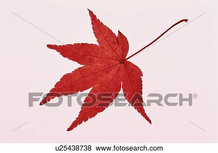 Stock Photo - Red Maple Leaf. Fotosearch