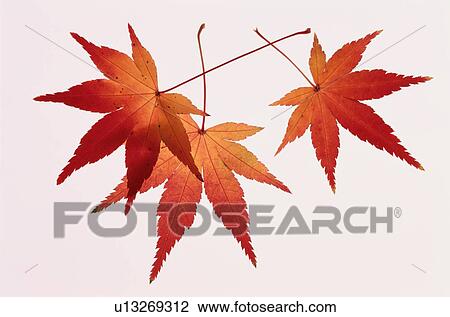 Red Maple Leaves View Large Photo Image Stock Image - Red Maple Leaves. Fotosearch