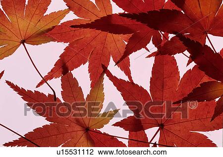 Stock Image - Red Maple Leaves. Fotosearch