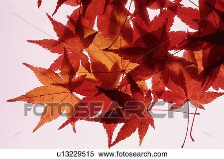 Red Maple Leaves View Large Photo Image Stock Photography - Red Maple Leaves. Fotosearch