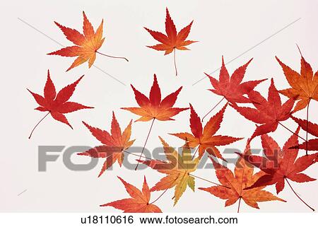 Stock Photograph - Scattered Red Maple Leaves. Fotosearch
