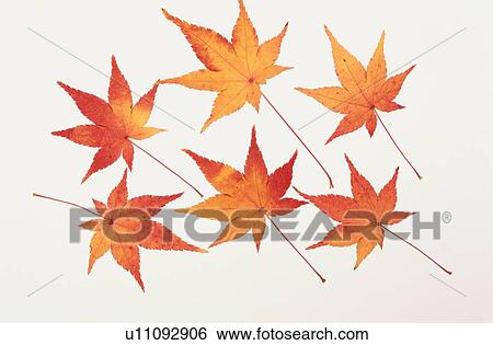 Stock Photograph - Six Maple Leaves. Fotosearch