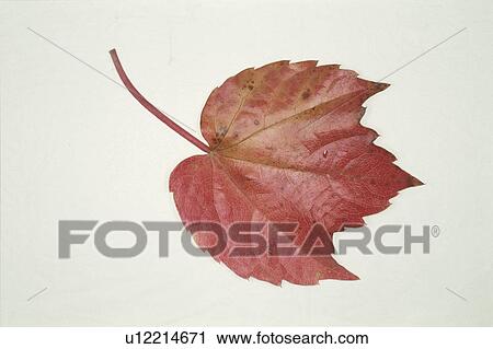Stock Image - The Autumn Leaves Of Ivy. Fotosearch