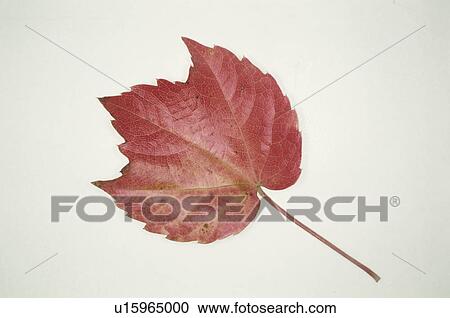 The Autumn Leaves Of Ivy View Large Photo Image Stock Image - The Autumn Leaves Of Ivy. Fotosearch