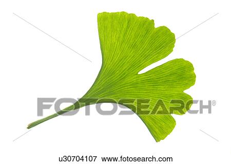 The Leaf Of A Fresh Green Ginkgo Tree View Large Photo Image Stock Photo - The Leaf Of A Fresh Green Ginkgo Tree. Fotosearch