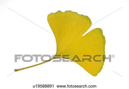 Stock Image - The Leaf Of A Ginkgo Tree. Fotosearch